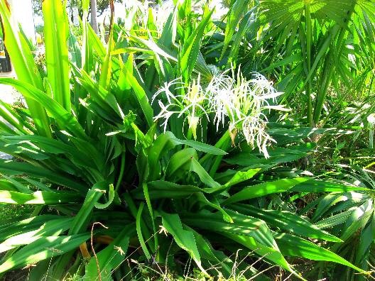 Crinum Lily, C. Asiaticum, Giant White Spider Lily 5 bulbs/seeds