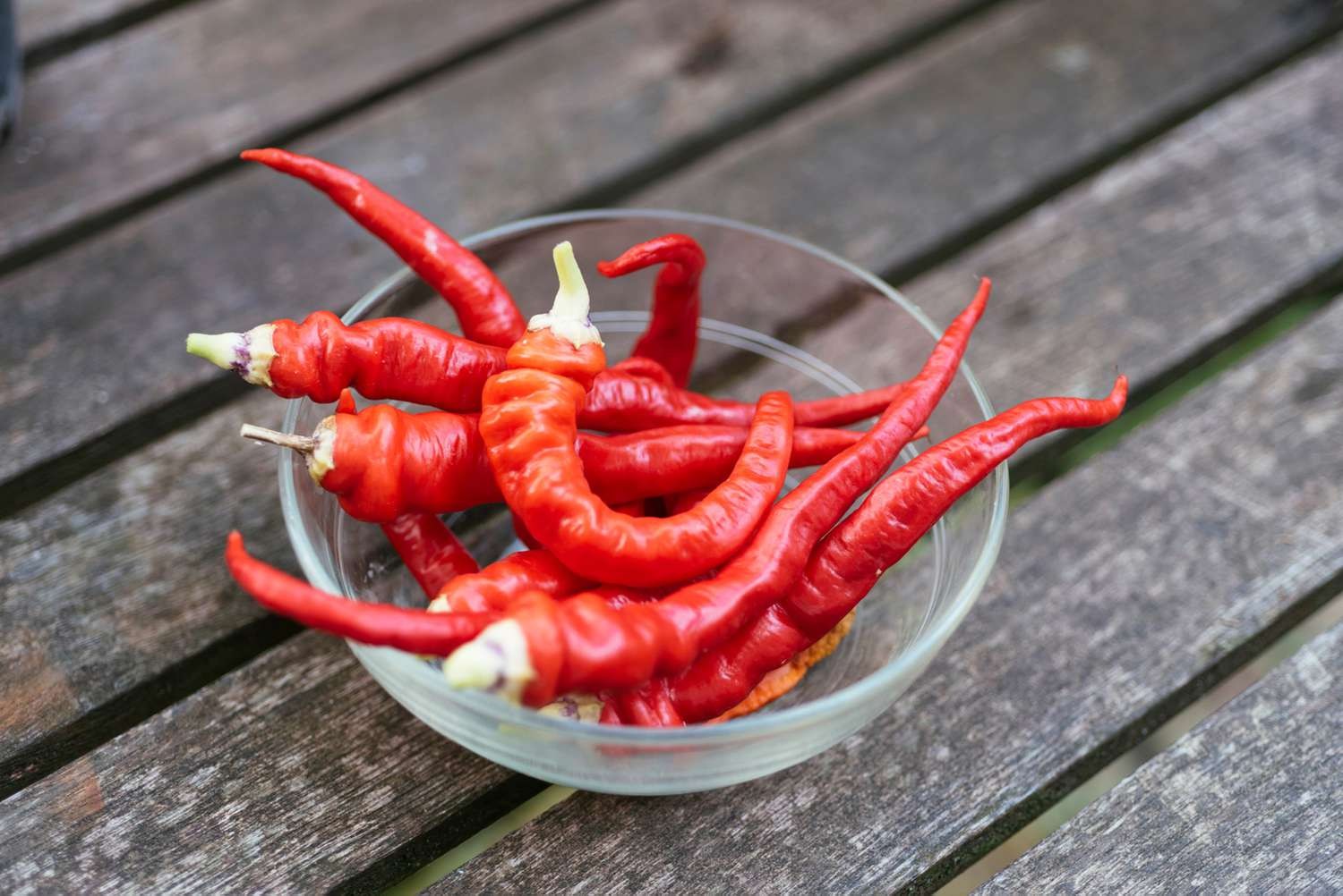 100 Heirloom Long Thin Red Cayenne Pepper Seeds Superior Health Benefits Classic