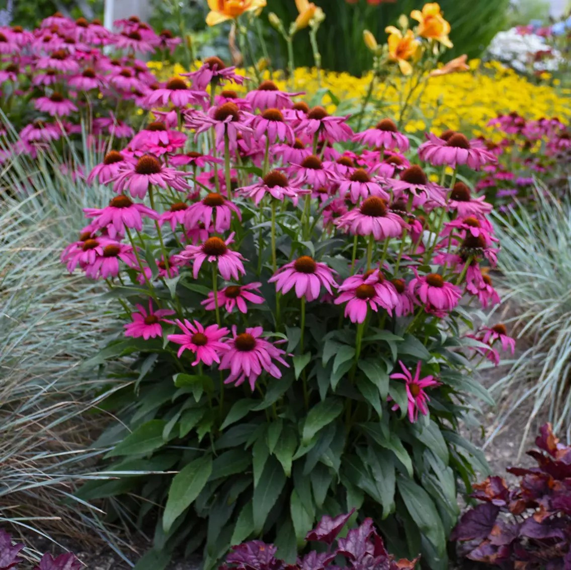 1000+ Purple Coneflower Seeds – Echinacea – PERENNIAL – WILDFLOWER