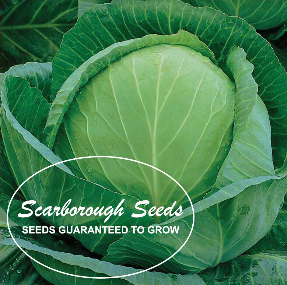 SCARBOROUGH SEEDS Golden Acre Cabbage 500 Seeds Heirloom Non GMO Garden Seeds