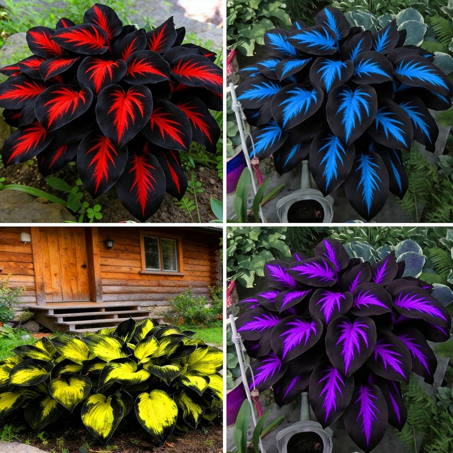 Hosta Seeds for Planting, 290+pcs Rare Perennial Hosta Flower Seeds, Non-GMO …