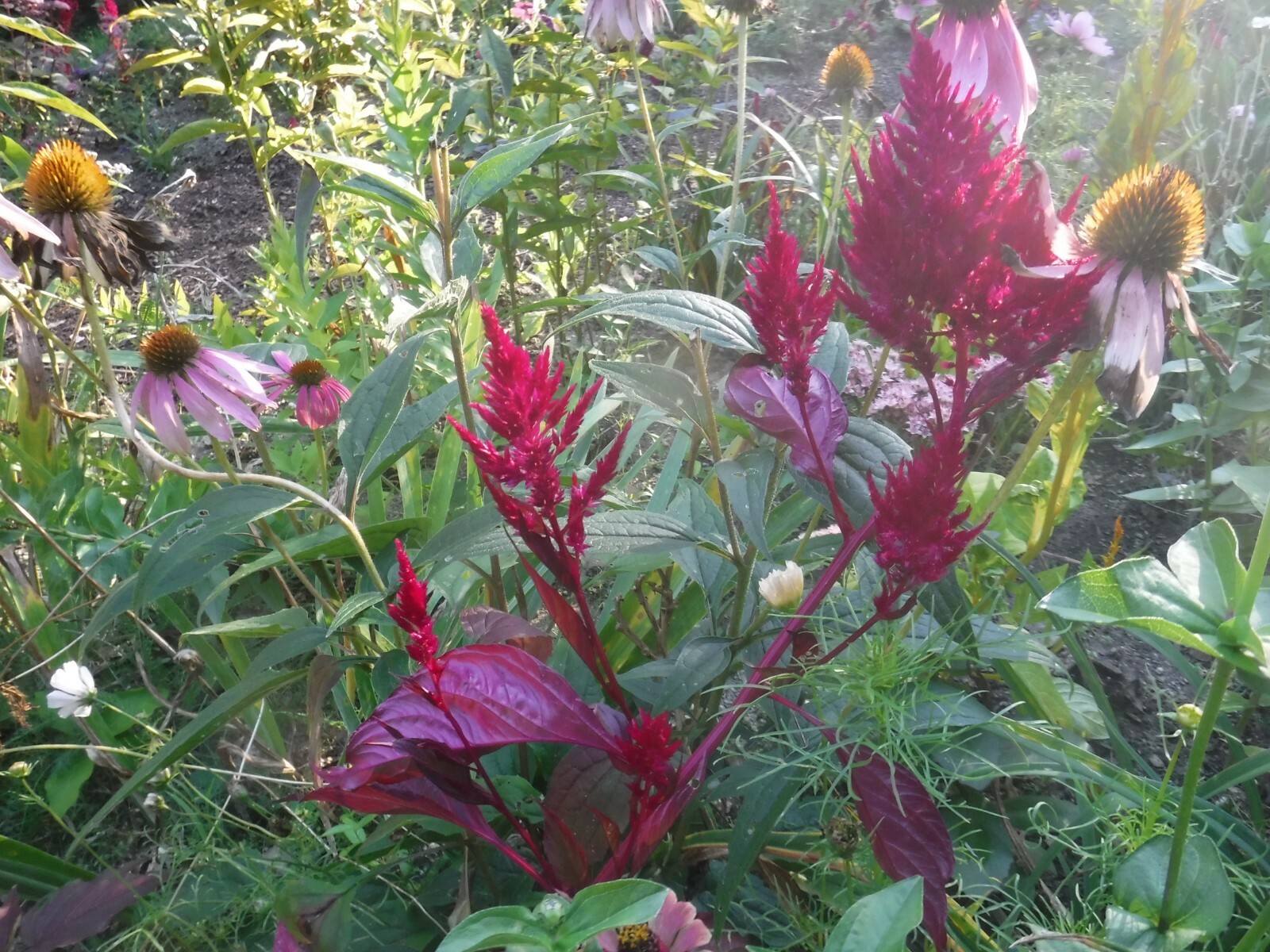 celosia pampas plume, feather mix 25+ Seeds