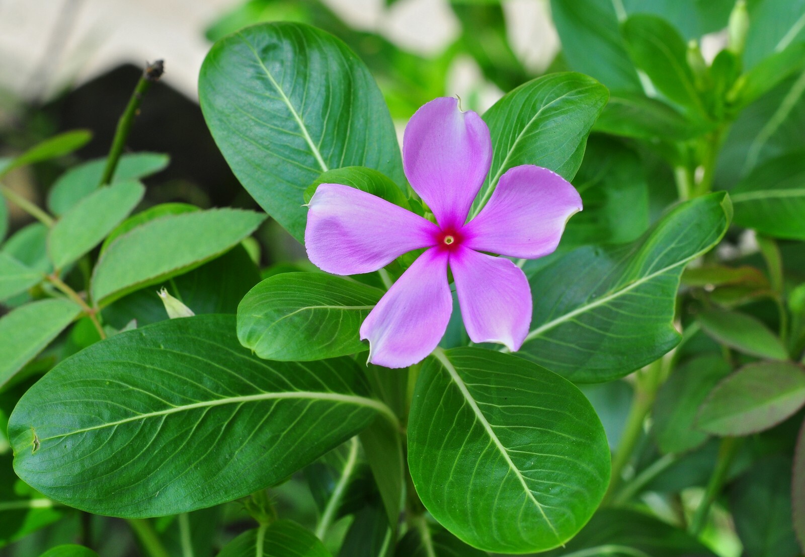 Catharanthus roseus MADAGASCAR PERIWINKLE or VINCA – Seeds!
