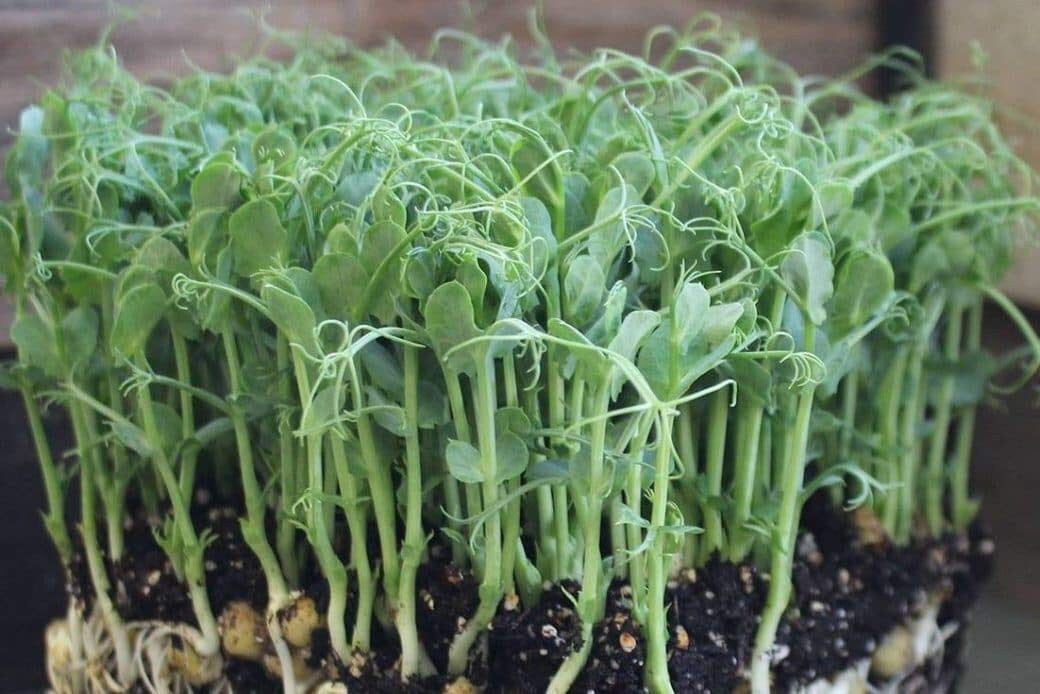 MICROGREENS SEEDS – PEA SPECKLE (ORGANIC) – 8.oz