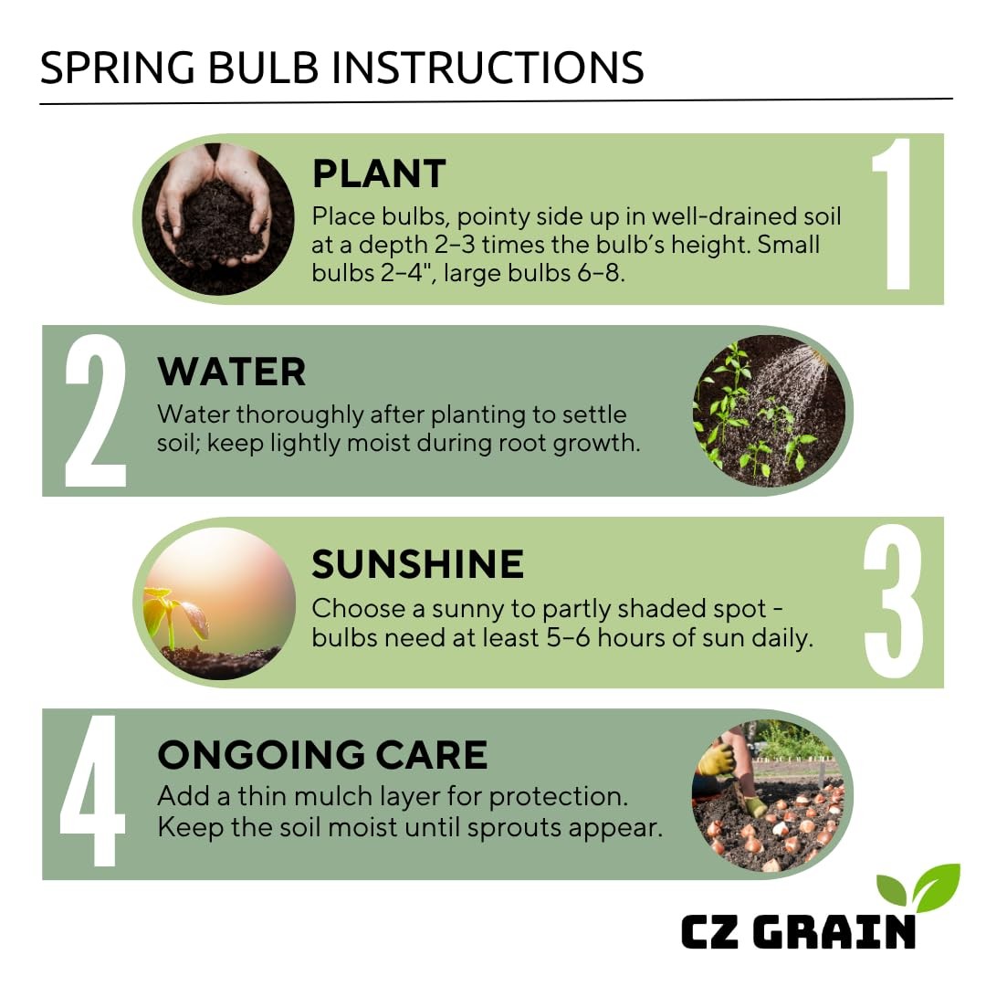 Iron Cross Shamrock Bulbs – Fast Growing 10 Bulbs for Indoor/Outdoor | Good