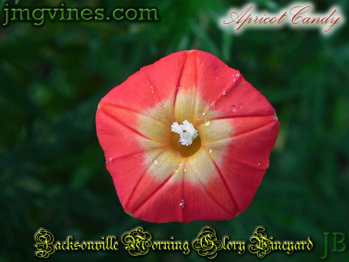 Apricot Candy Ipomoea Sloteri Morning Glory 6 Seeds