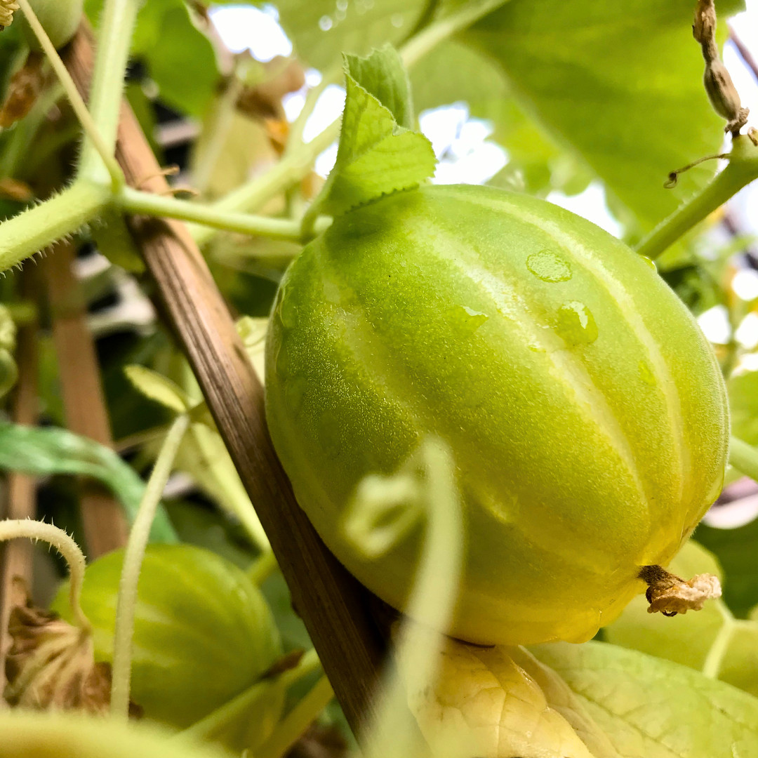Fresh Korean Melon Seeds | Tian Gua | Heirloom Non-GMO | Asian Vegetable Seeds