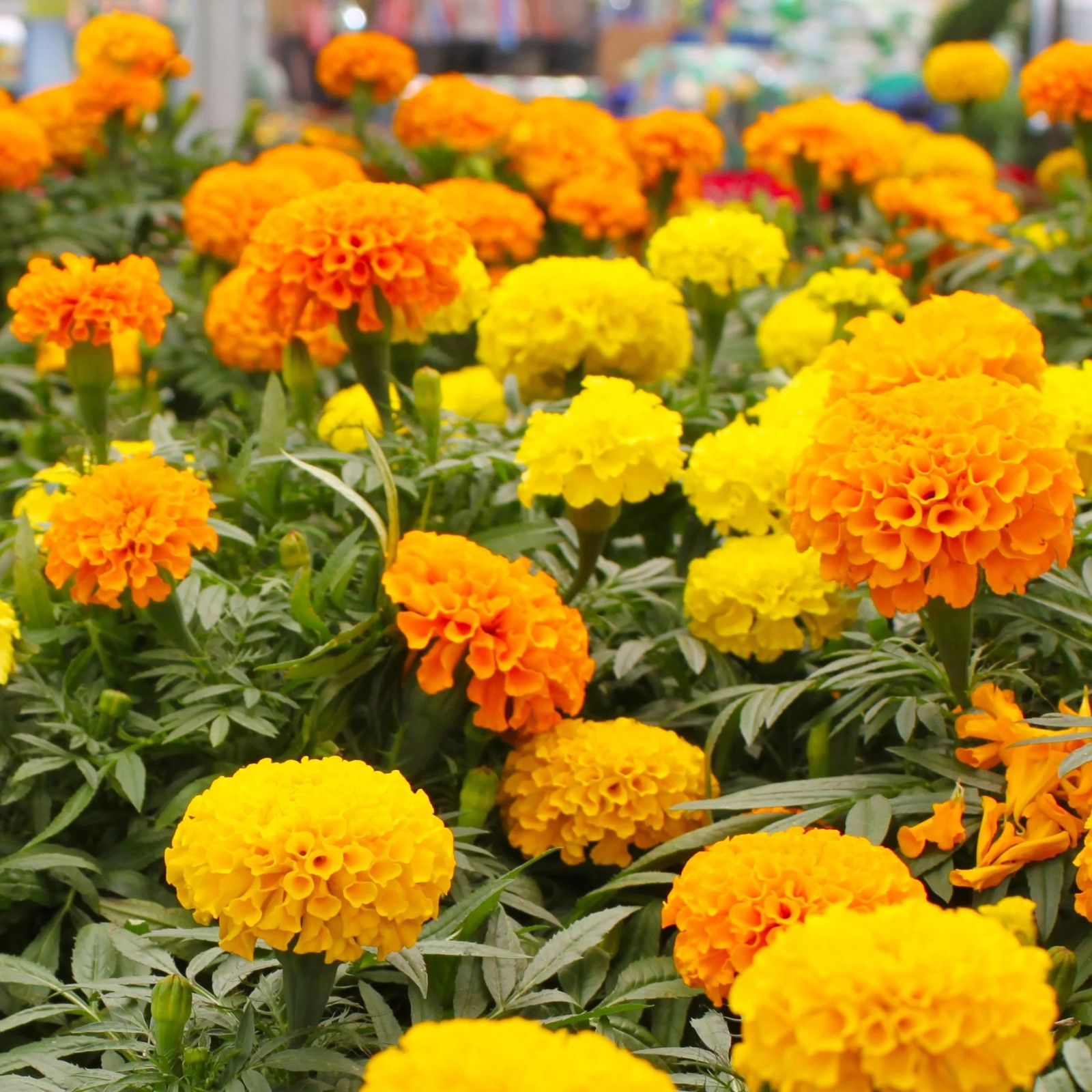 400+ AFRICAN MARIGOLD – CRACKERJACK MIX —- LARGE FLOWERS —- AAS AWARD WINNER