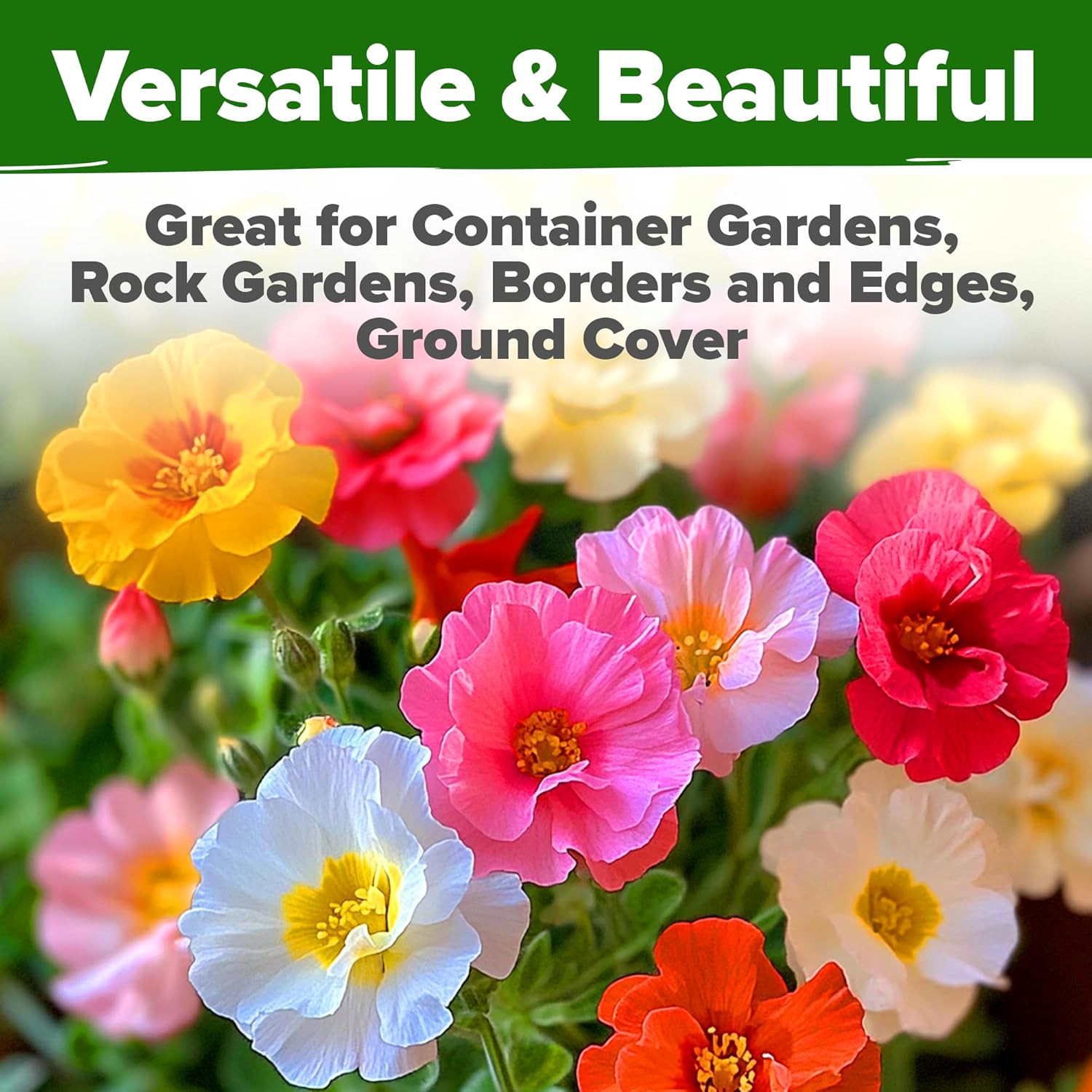 23,500+ Moss Rose Seeds (Bulk Pack) Annual Flower for Ground Cover – Heirloom Po