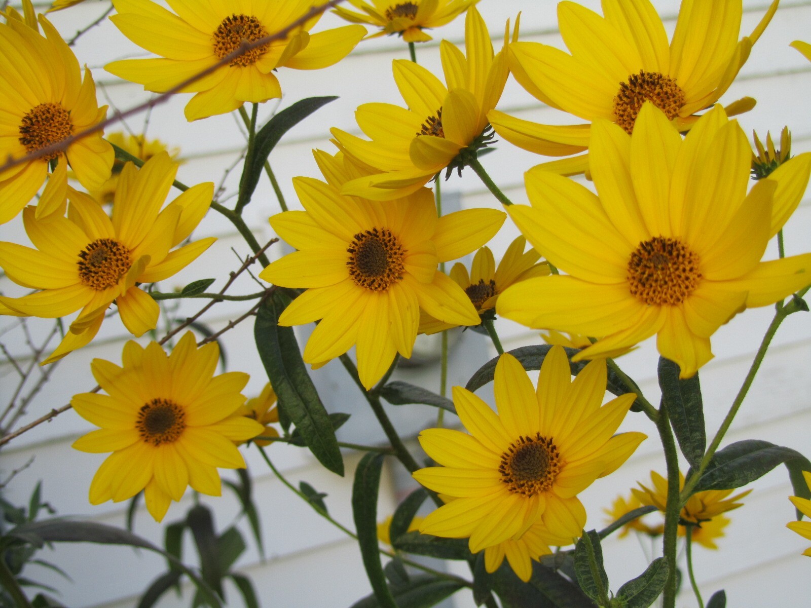 2 Live Plants Jerusalem Artichoke Helianthus tubersosus, Earth Apple or Sunchoke