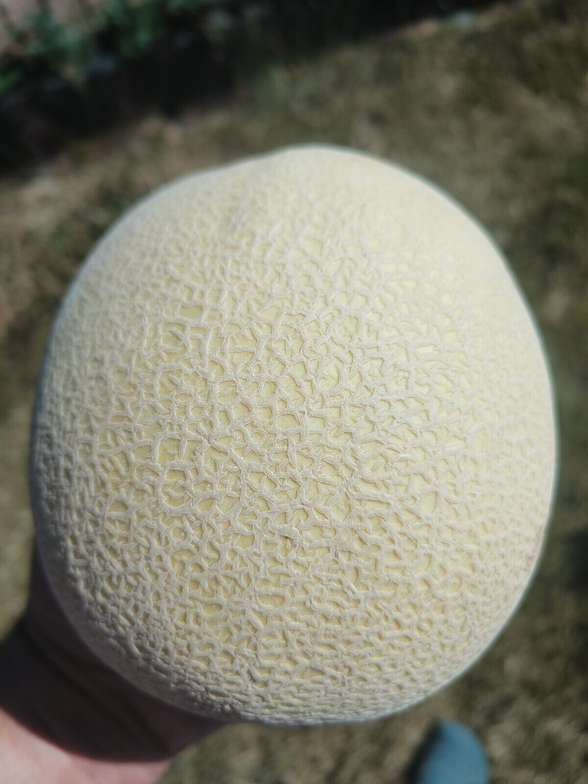 50ct Imperial 45 Cantaloupe Seeds – All American Selections Prize Winning Melon!
