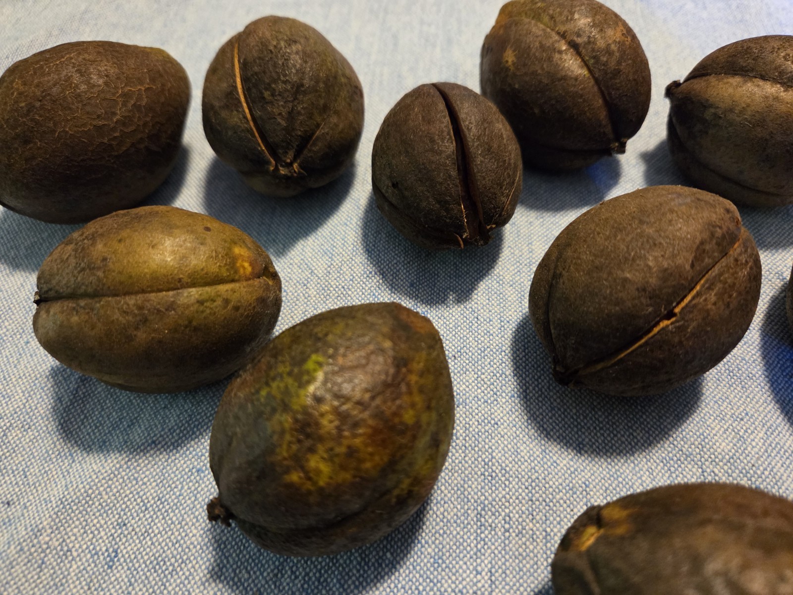 Hickory Nuts Lot of 10, Seed, Fall Decorating, Natural Animal Food