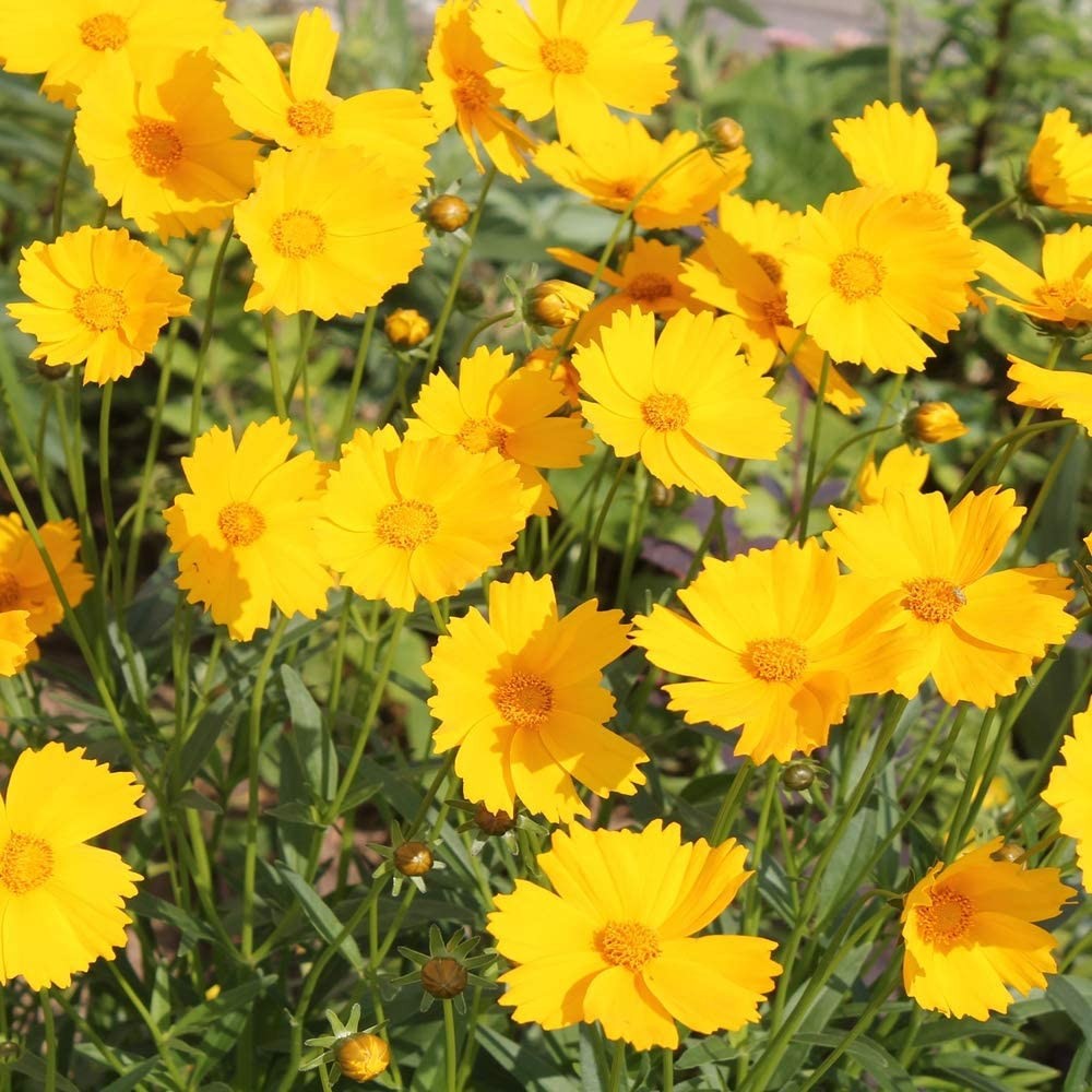 Coreopsis Lance Leaved Seeds 200+ Lanceolata Flower USA FREE S&H PERENNIAL
