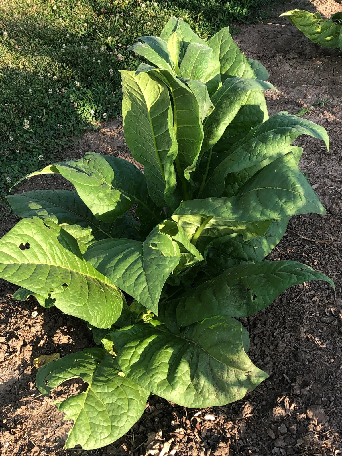 Havaña-608 Tobacco Seeds ~100 Non-GMO Free Ship No Track ~2 Weeks Arrival Read