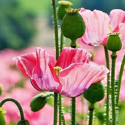 2,500 World’s Largest Giganteum Giant Rattle Poppy Seeds Ready For Planting