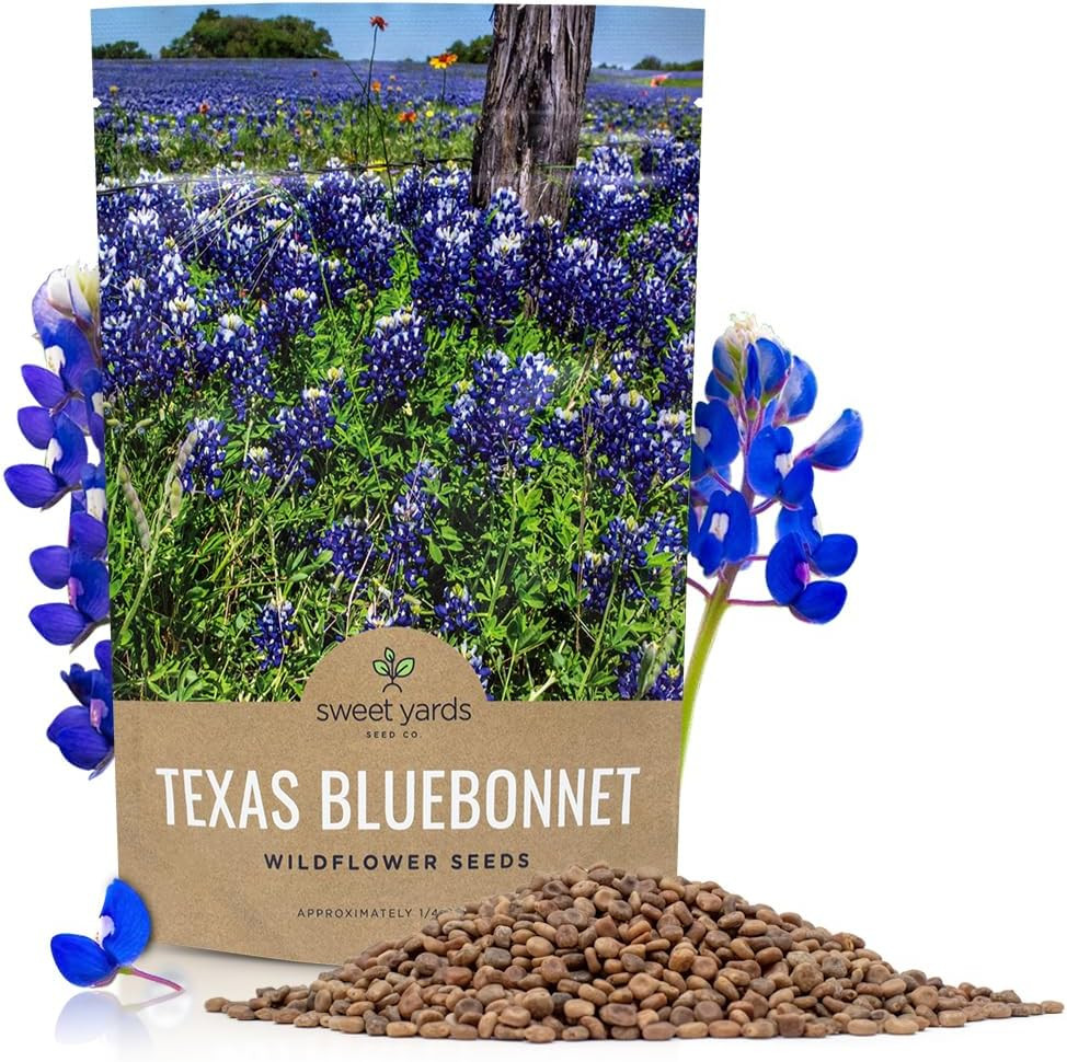 Texas Bluebonnet Wildflower Seeds – Bulk 1/4 Pound Bag – over 4,000 Native Seeds