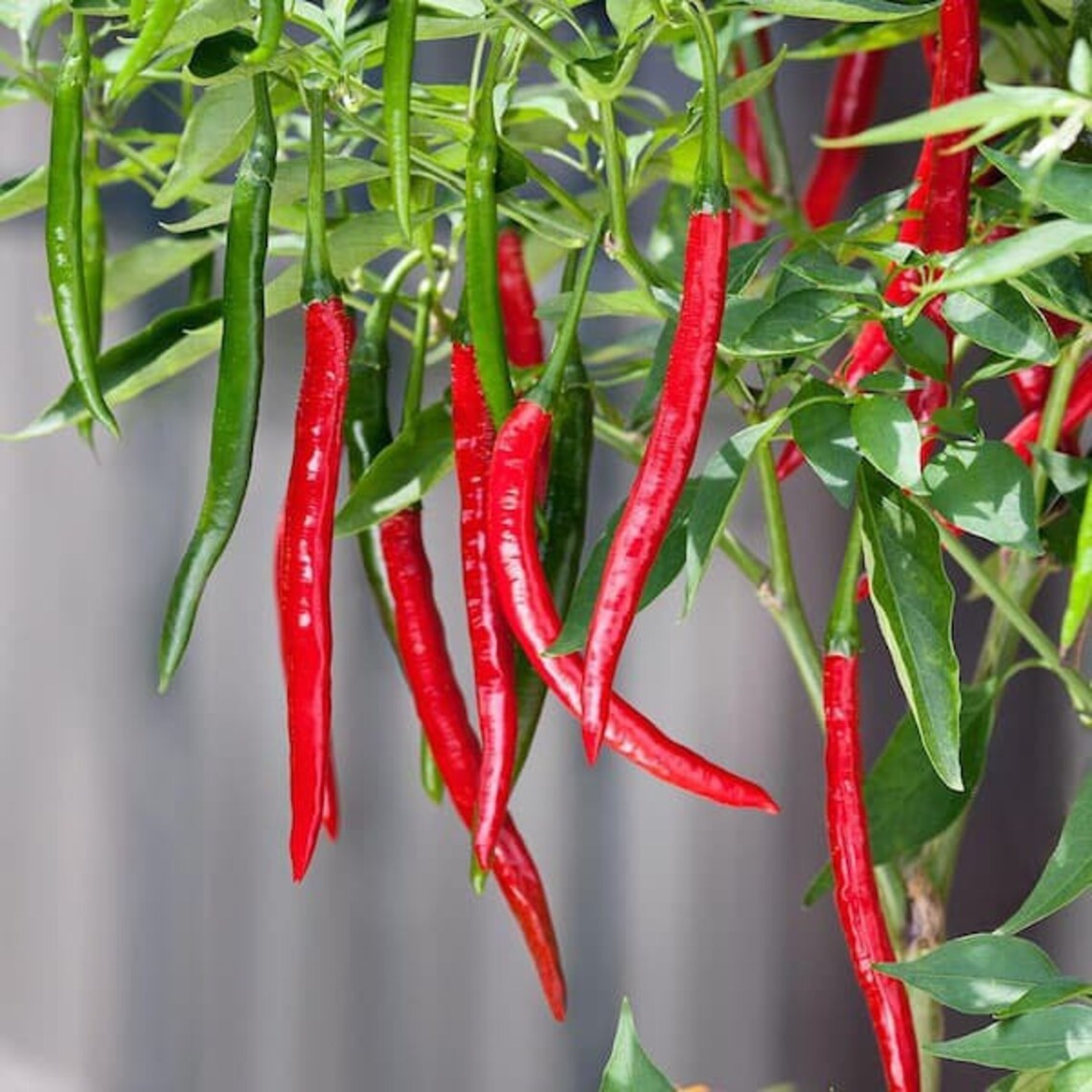 RARE Dragon Cayenne Hot Pepper Seeds “10” FREE SHIPPING!