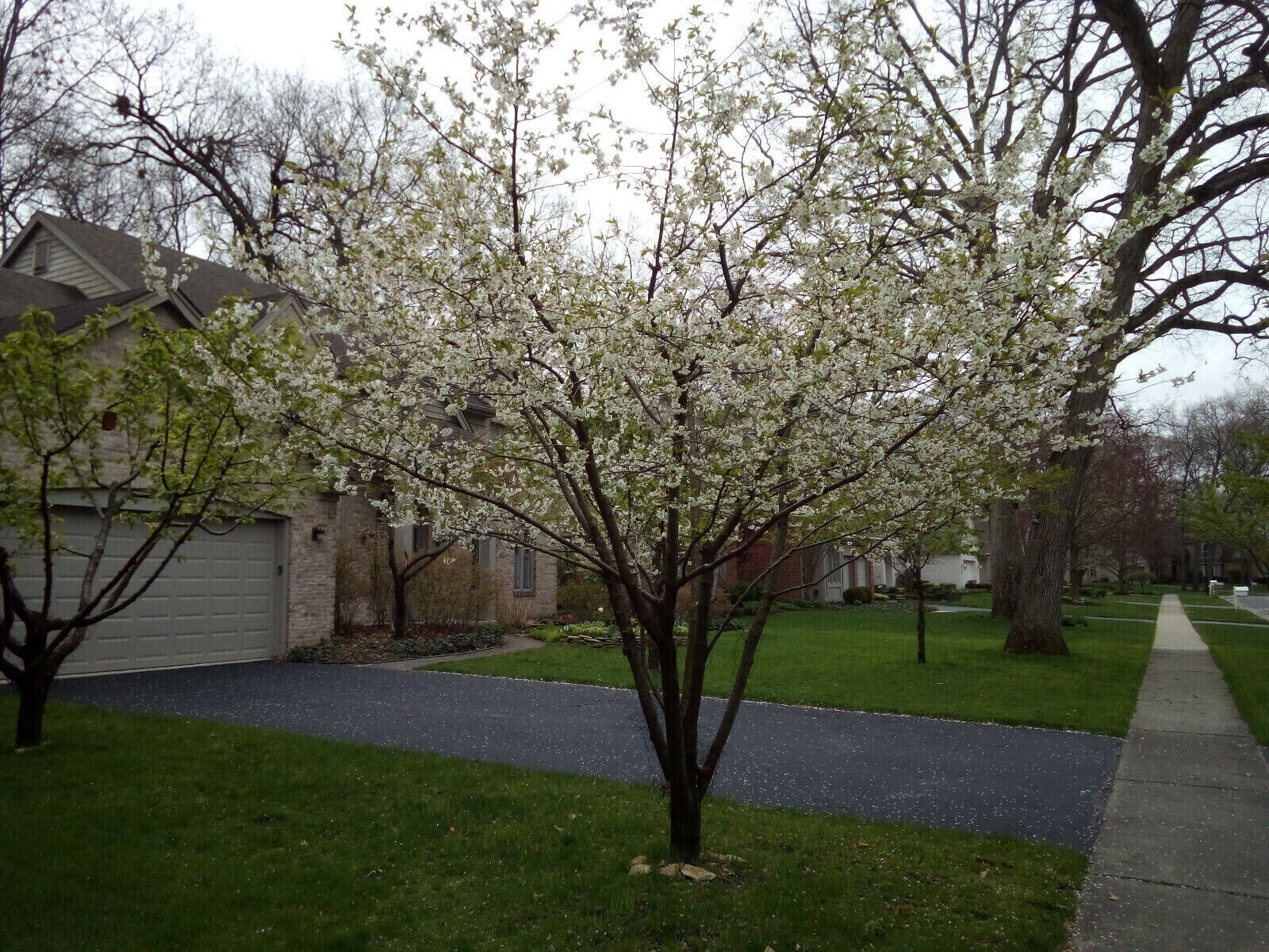 Thity (30) Sour Tart Montmorency Cherry Tree Seeds Pits 2025 Antioxidant Fruit