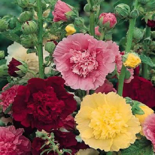 Summer Carnival Hollyhock Seeds – Mixed Colors | Tall Heirloom Alcea | Perennial