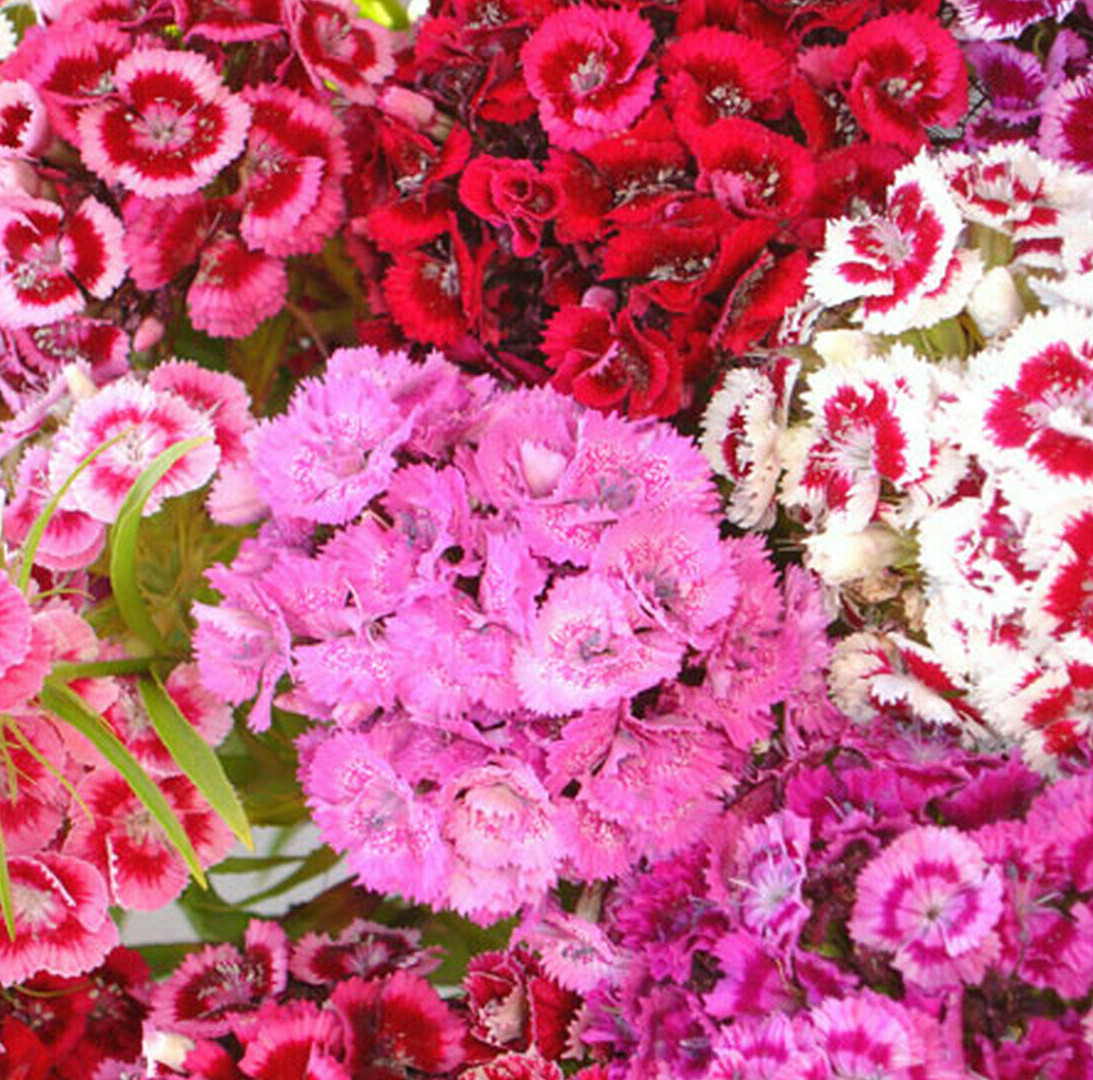 Sweet William Mix Seeds | Dianthus Barbatus Red Pink Carnation Flower Seed 2024