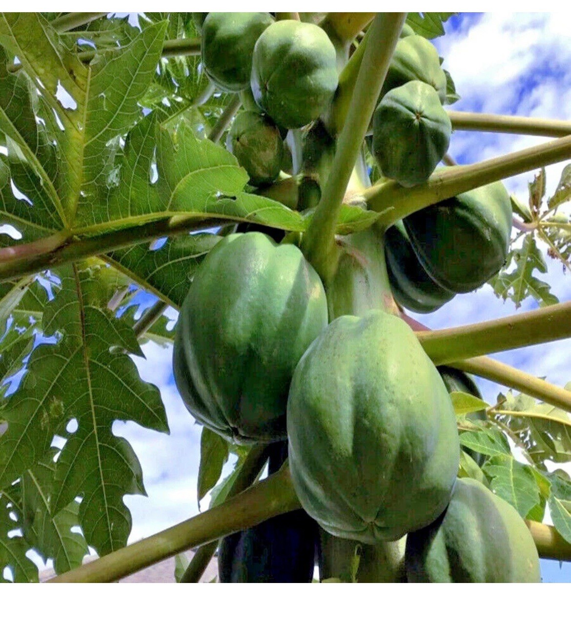 🌴Hawaiian ❗️Dwarf Solo Waimanalo Papaya Seeds 10ct Fast Fruit Houseplant