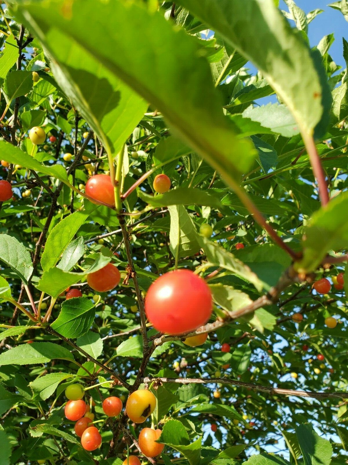 Cherry Tree Seeds |Montmorency Sour Cherry NON-GMO | Missouri Orchard | 15 seeds