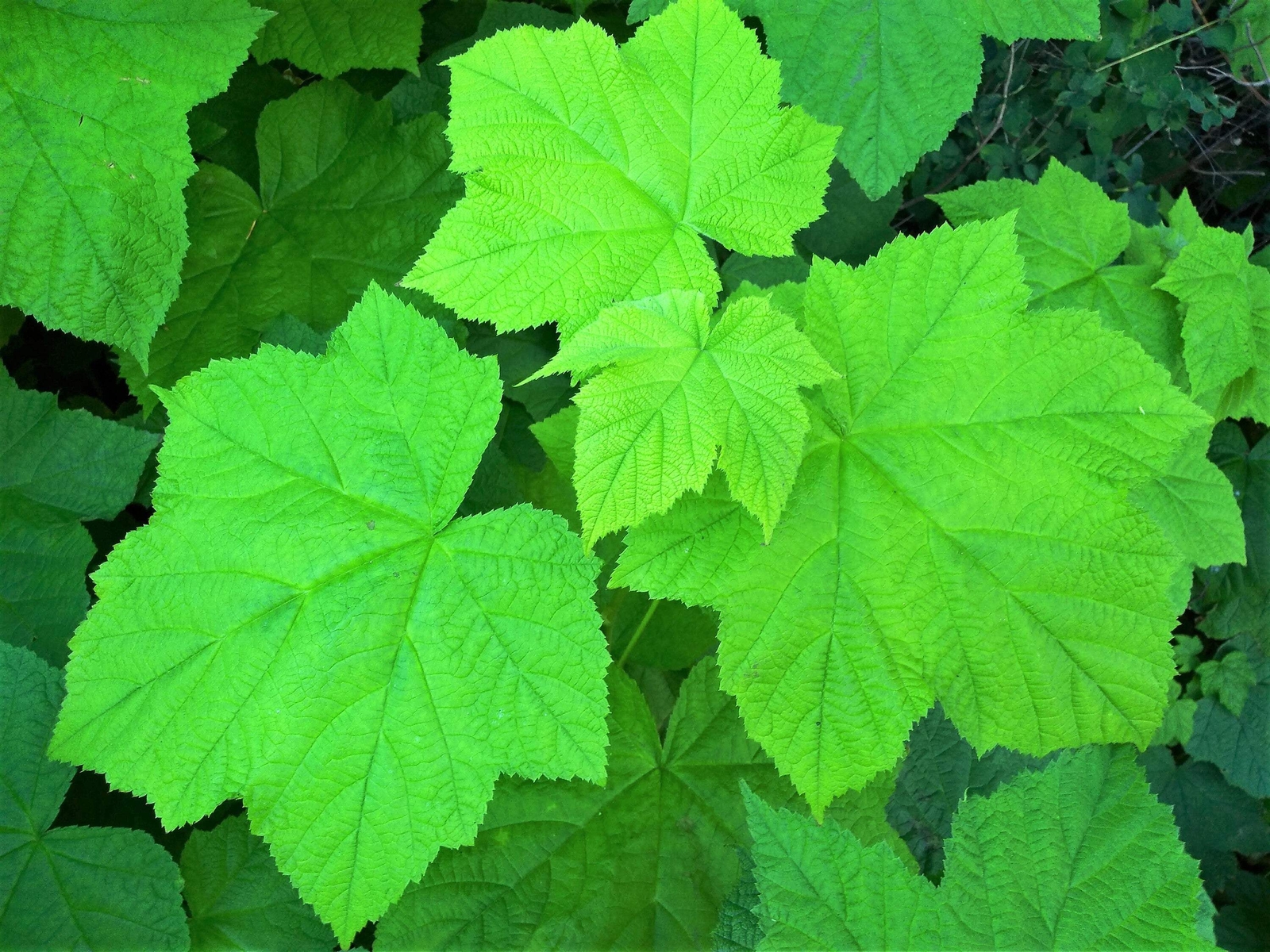 50 THIMBLEBERRY Rubus Parviflorus Red Berry Fruit Native Sun Shade Shrub Seeds