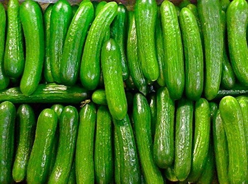 Heyday Hybrid Persian Cucumber Beit Alpha Cucumber Seeds FAST GROWING!
