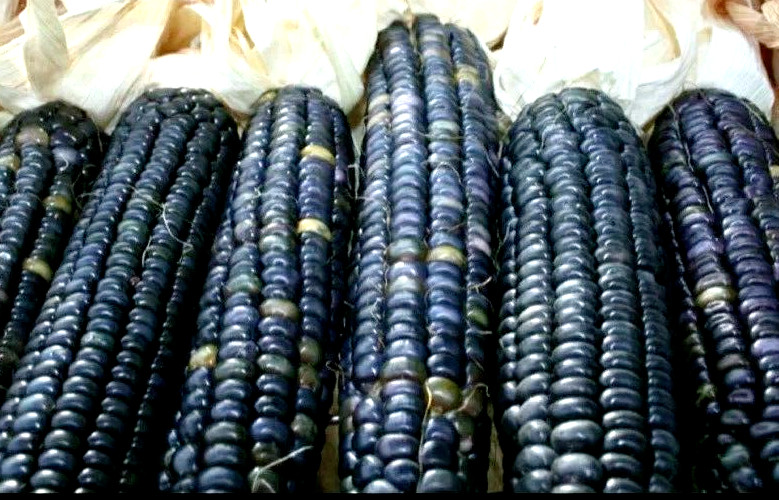 Blue Hopi Indian Corn Seeds Heirloom Flour Cornmeal Organic Seeds 1/2 LB