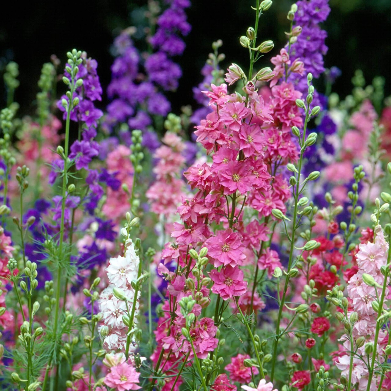 Larkspur Imperial Giant Seed Mix. 600 seeds