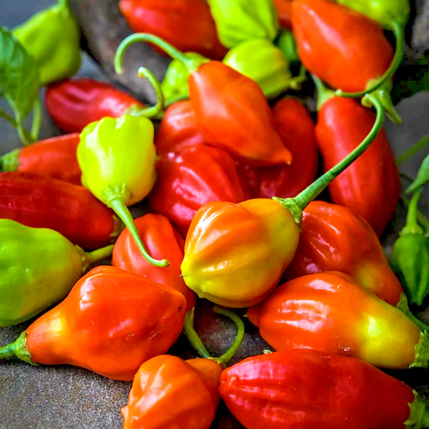 🌱NEW! Aji Rainforest Hot Chili Pepper 25+ Seeds