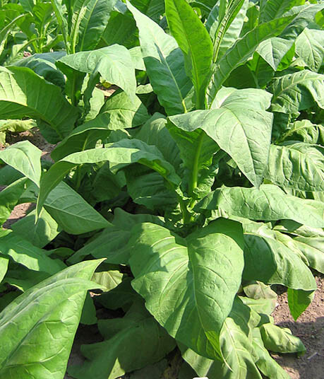 1000 Yellow Gold Tobacco Seeds ~ Heirloom Non-GMO Nicotiana Tabacum