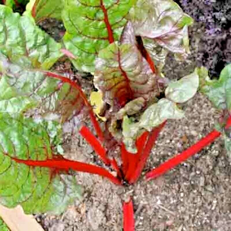 100 SWISS CHARD SPRING SALAD GARDEN VEGETABLE SEEDS HEIRLOOM MICROGREENS NON-GMO