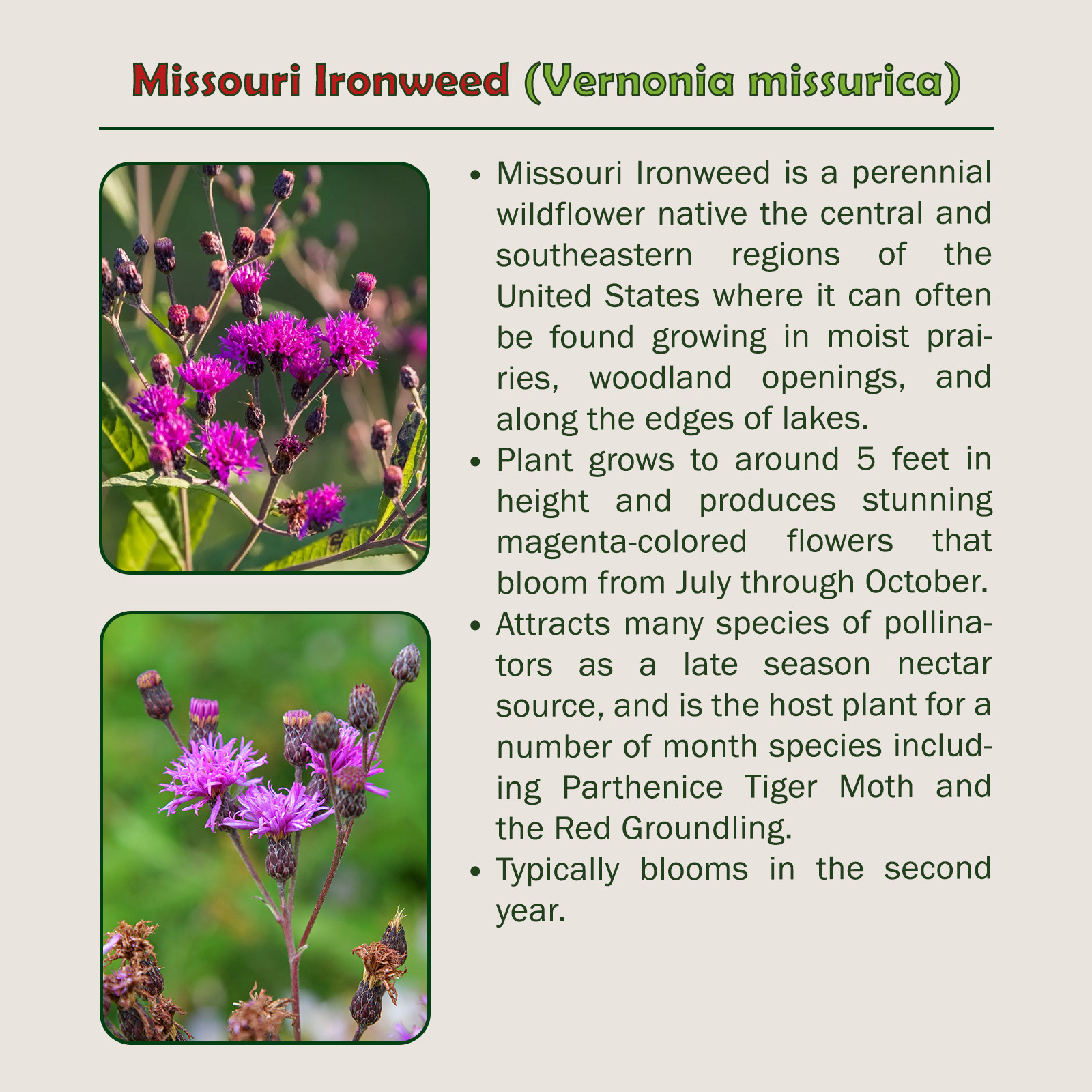 200 Missouri Ironweed Seeds, Vernonia missurica, Bee & Butterfly Attractor