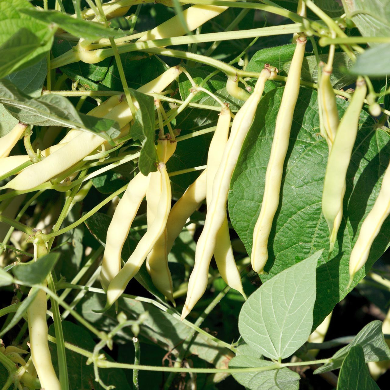 White Kidney Bean Seeds (30) / Organic / Florida Grown / Bush Bean
