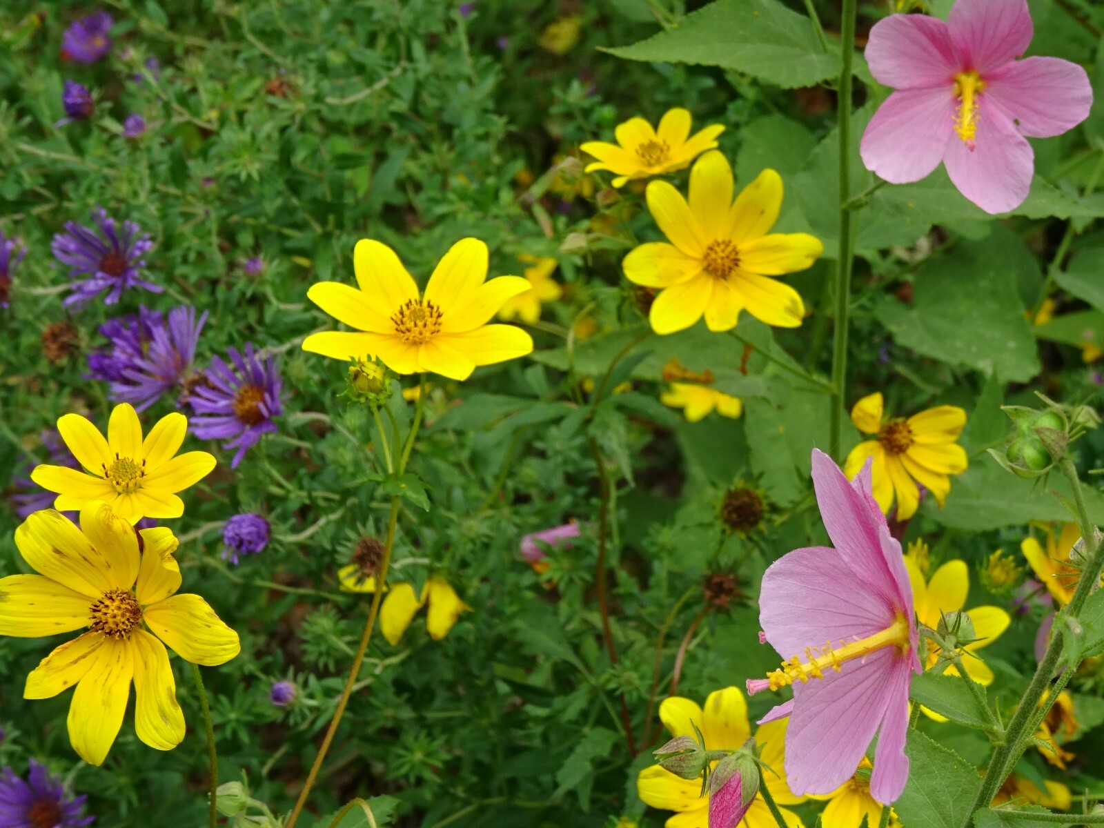 Pink Mallow Kosteletzkya virginica Native Perennial Wildflower 25 seeds from2023