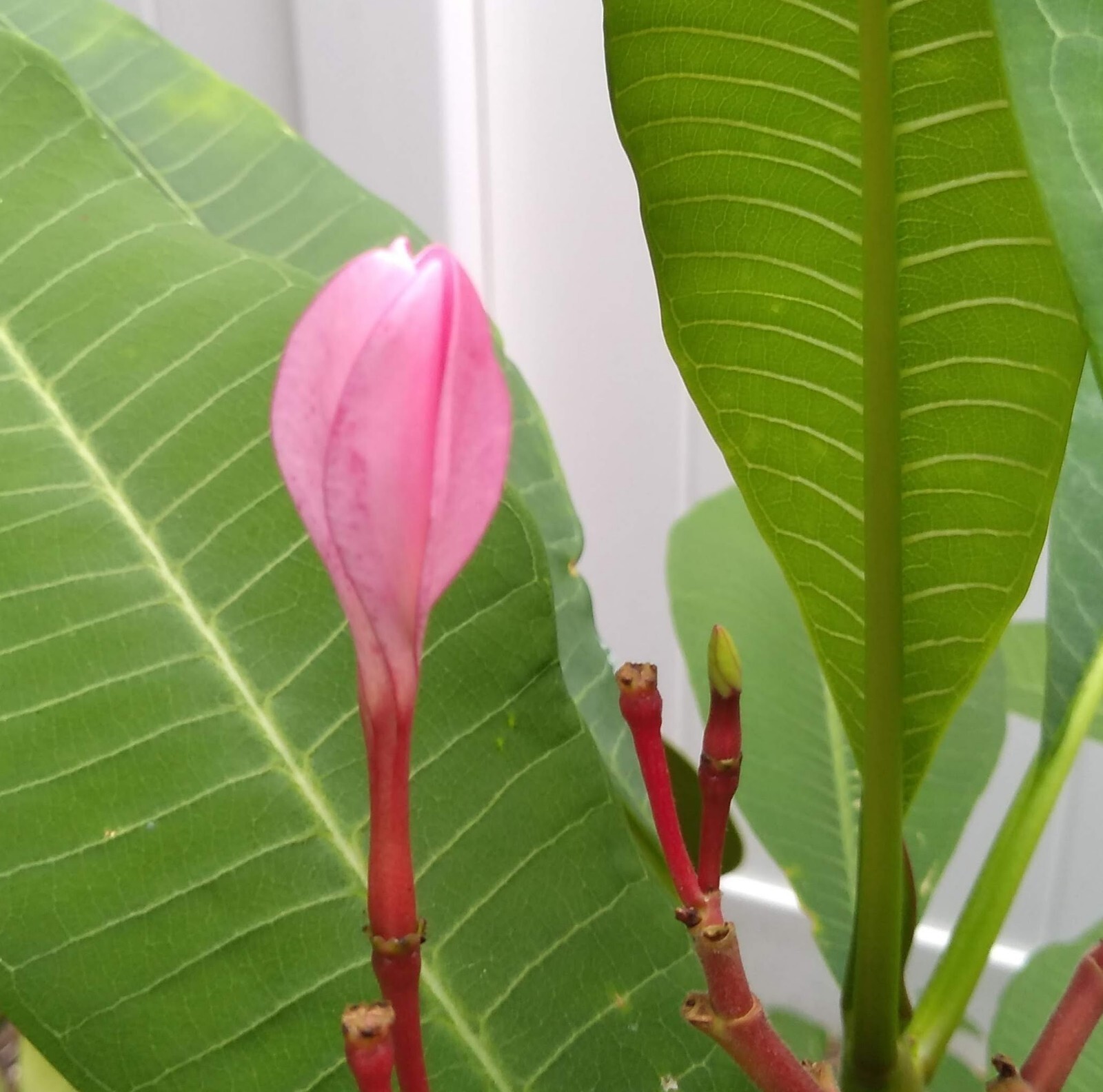 Plumeria Frangipani LIGHT PINK Hawaii Lei Flower Tree 10 Seeds FL Fresh 2024