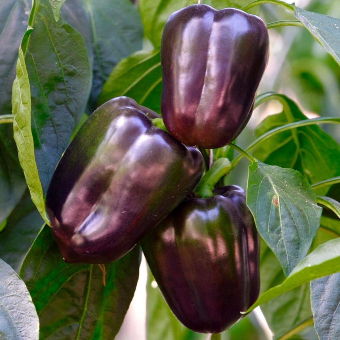 Lilac Bell Pepper Seeds, Purple Beauty, Non-GMO, Sweet & Crisp, Free Shipping