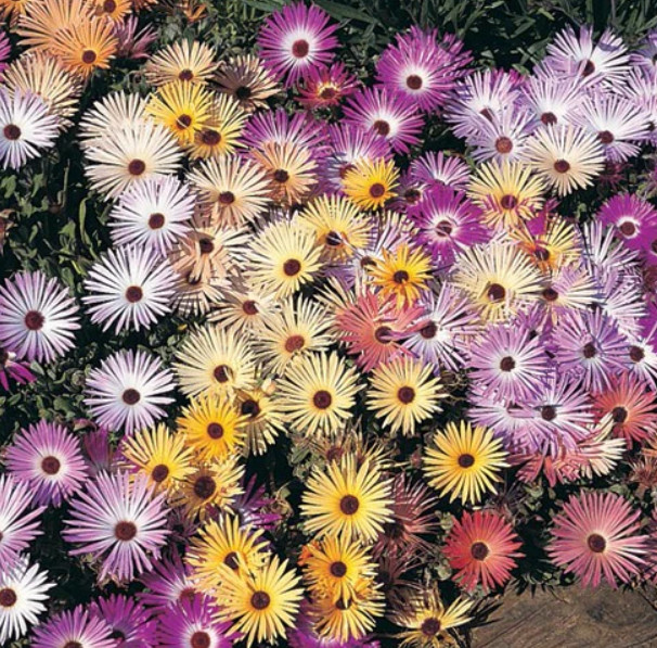 Daisy ICE PLANT LIVINGSTONE PASTEL MIX Groundcover Drought Tolerant 500 Seeds