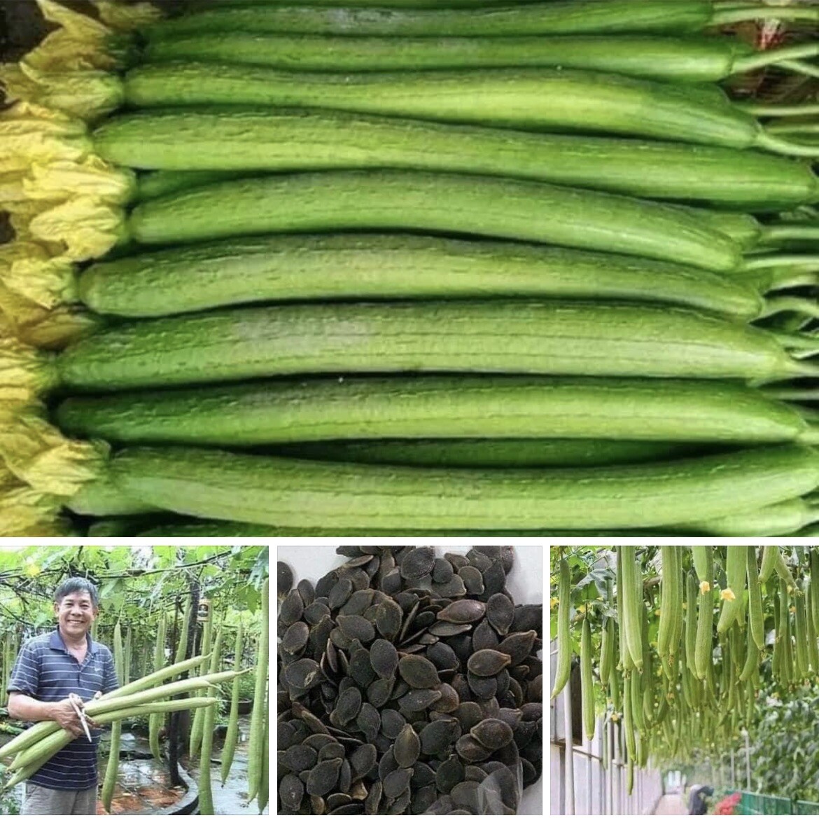 Extra Long Luffa And Bitter Melon And Long Yard Bean 100 Seeds
