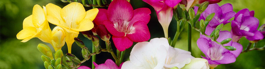 5 Freesia Bulbs Single Mix Mixed BRIGHT color Collection Bulbs VERY FRGRANT