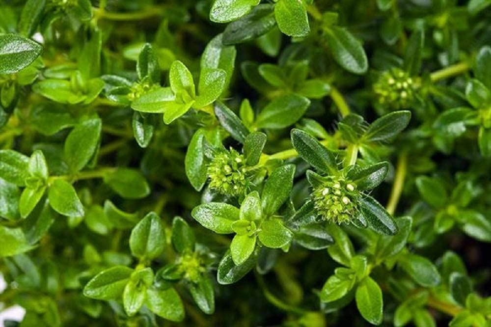 Summer Savory Spice Seeds, “COOL BEANS N SPROUTS” Brand. Herb. Non-GMO.