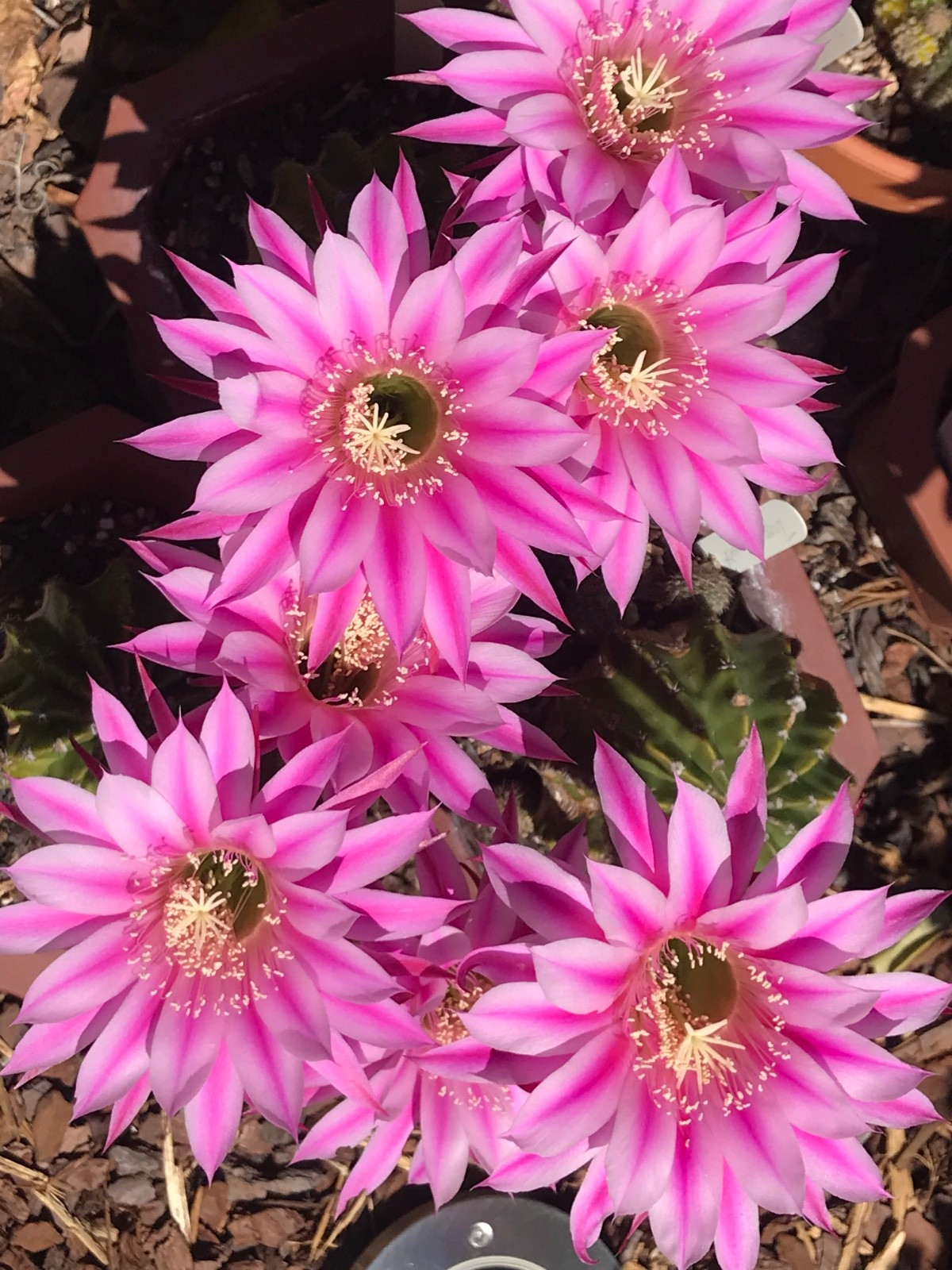 Echinopsis hybrid, ‘Tropic Sunset”, a Harry Johnson hybrid, Cactus Succulent