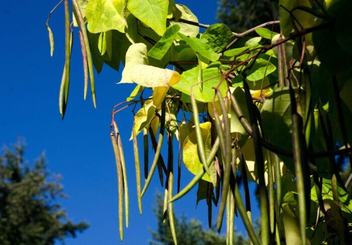 Catalpa Tree (multiple sizes with free Orange tree)