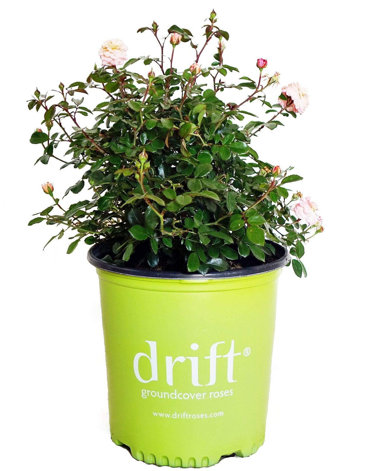 Apricot Drift Roses – Double Flowering, #2 Container Size, Perfect for Gardens