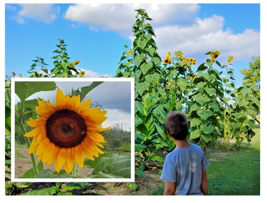 x100 Mammoth Grey Stripe Sunflowers – MICHIGAN GROWN! Organic, Heirloom, non-GMO