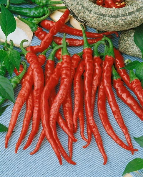 RARE Dragon Cayenne Hot Pepper Seeds “10” FREE SHIPPING!