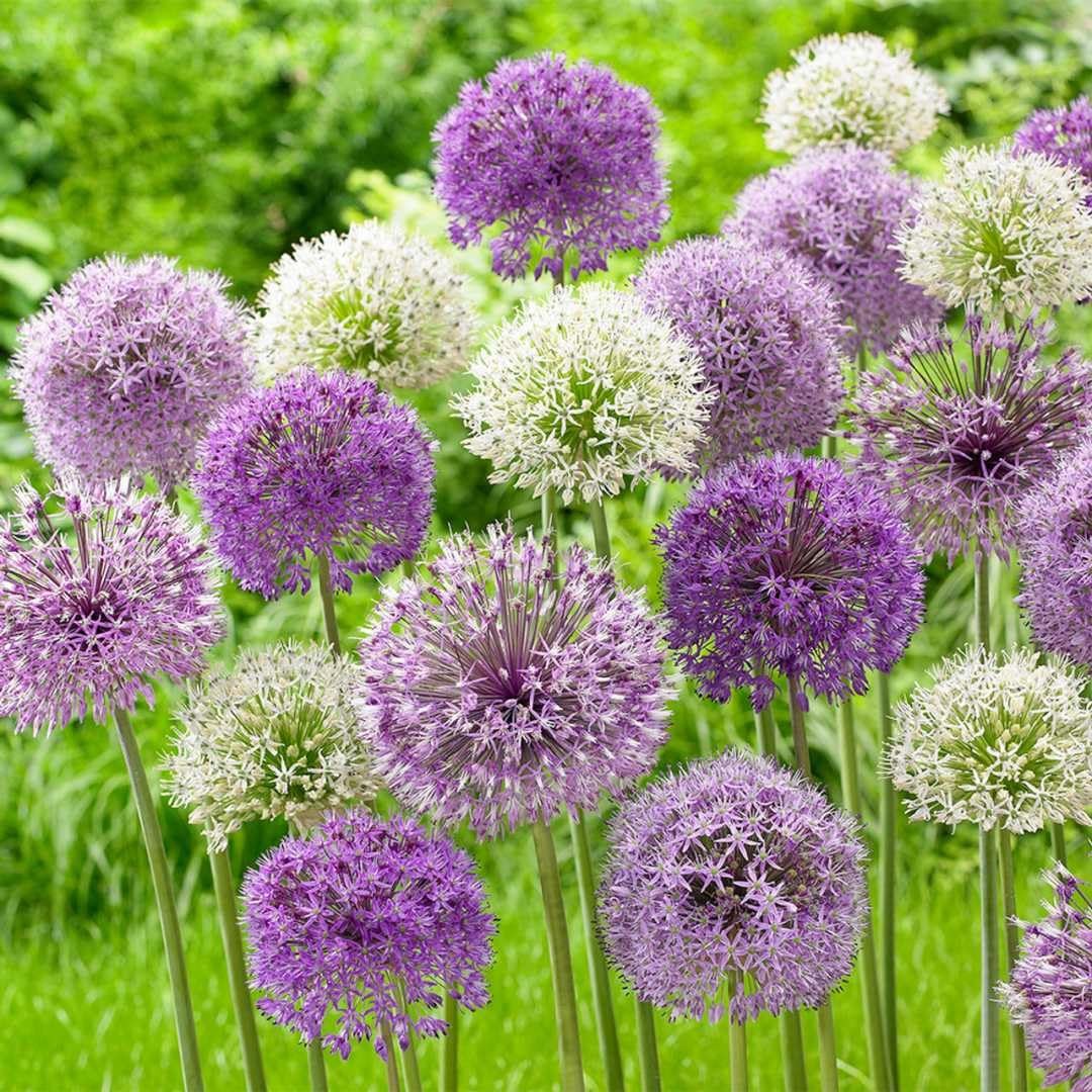 Allium Giganteum Seeds 200pcs Giant Purple Globe Flower Seeds, Perennial Orna…