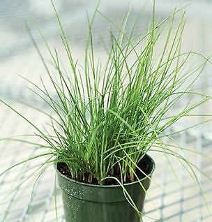 Chives Purly 2,000 seeds