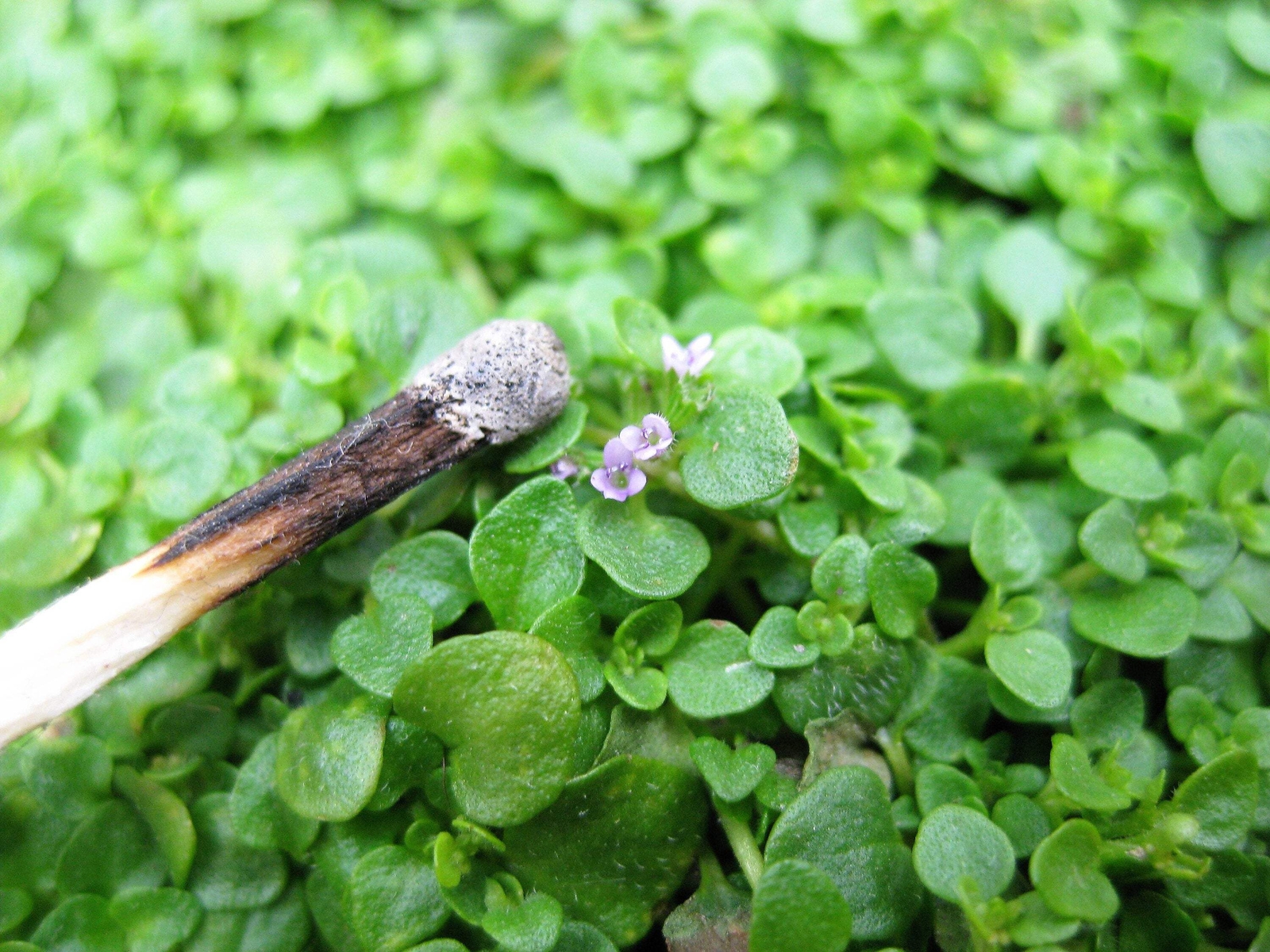 1g 27,500 BULK CORSICAN MINT Mentha Requienii Fragrant Ground Cover 1 Gram Seeds